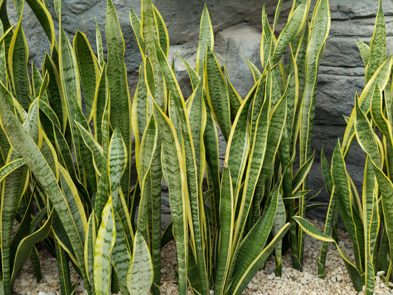 irrigation system garden