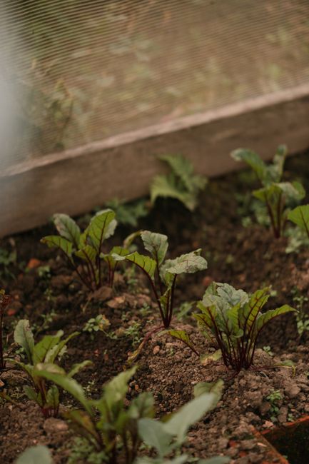 Close-up view of young Swiss chard plants growing in a garden bed with rich, dark soil. The plants have broad, dark green leaves with reddish-purple stems, and are arranged in neat rows. In the background, a wooden garden border and a mesh fencing panel are visible, providing structure and protection. The garden appears well-maintained, with tidy soil surfaces and healthy, vibrant foliage, reflecting ongoing garden maintenance and landscaping work by Gardeners Watford. Soft natural lighting highlights the textures of the leaves and soil, suggesting a sunny day suitable for outdoor gardening activities.