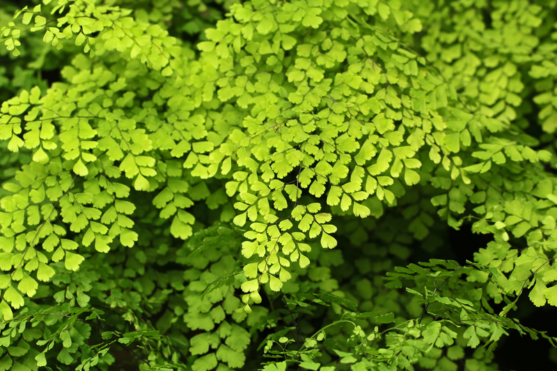 garden plants