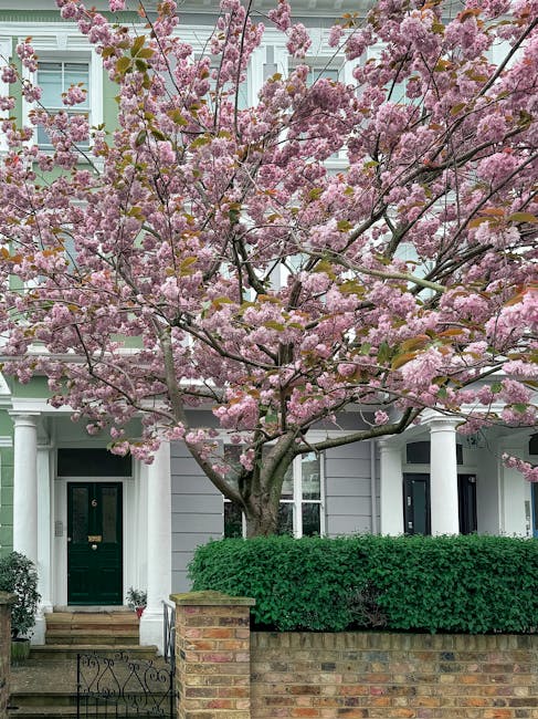 Front garden of a residential property featuring a large pink flowering cherry blossom tree in full bloom, with delicate clusters of pink flowers covering its branches. The garden has a well-maintained green hedge forming a border along a low brick wall, with a paved pathway leading to a dark green front door situated under a white porch with two white columns. The house exterior is painted in a light pastel color, and the overall scene is illuminated by natural daylight, suggesting mild weather conditions suitable for garden maintenance. Gardeners Watford may focus on periodic hedge trimming and pruning of the cherry blossom to preserve its shape and health, contributing to the landscaping work for this front garden.