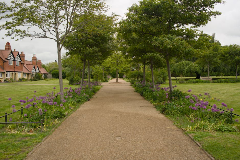 A paved pathway runs straight through a well-maintained park, flanked by lush green grass and a variety of mature trees with broad canopies providing partial shade. On either side of the path, there are flower beds filled with clusters of purple allium flowers, adding vibrant color to the scene. To the left of the pathway, a row of residential houses with red-brick facades and pitched roofs is visible beyond the grassy area. The right side features open lawns and neatly trimmed hedges, with a few park benches in the background beneath the trees. The overall environment appears tidy and peaceful, suitable for outdoor walking and casual garden maintenance. Overcast sky casts soft, diffuse light across the landscape, emphasizing the fresh, verdant textures. This image illustrates professional gardening and landscaping work focused on maintaining the front garden of Cassiobury Park, as part of the services offered by Gardeners Watford.