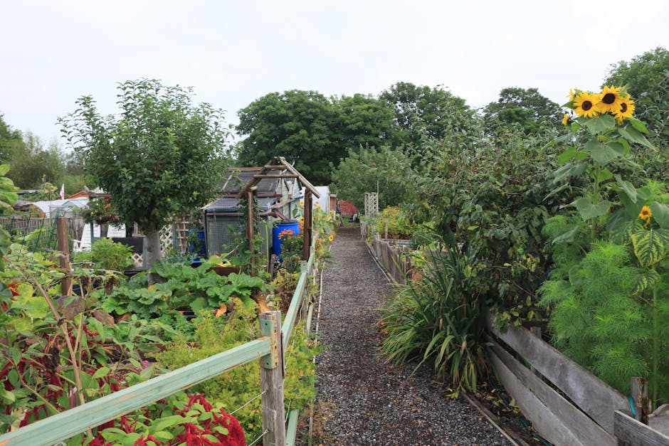 A narrow gravel pathway runs through a vibrant, well-maintained garden with diverse plants, including leafy green vegetables and flowering blooms. On the left, there are raised beds with lush foliage and a small, leafy tree providing some shade, while further down, a rustic wooden arch supports climbing plants. On the right, tall sunflowers with bright yellow petals and dark centers stand amidst various shrubs and flowering plants. The garden is bordered by wooden planters and fencing, with a backdrop of large, leafy trees under an overcast sky, suggesting a calm, early summer day. Gardeners Watford's gardening expertise is evident in the neatly arranged planting beds and the overall healthy appearance of the plants, indicating regular maintenance such as hedge trimming and lawn care to keep the outdoor space tidy and productive.
